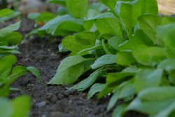 Spinach growing in a garden bed