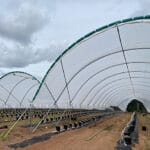 Hot House Irrigation for Raspberries